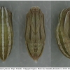 tr phryne pupa4 volg
